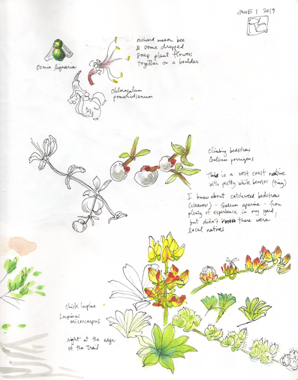 StebbinsSketchbook8_2019Jun01