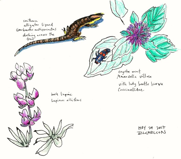 AlligatorLizard_2017May29_2_sm