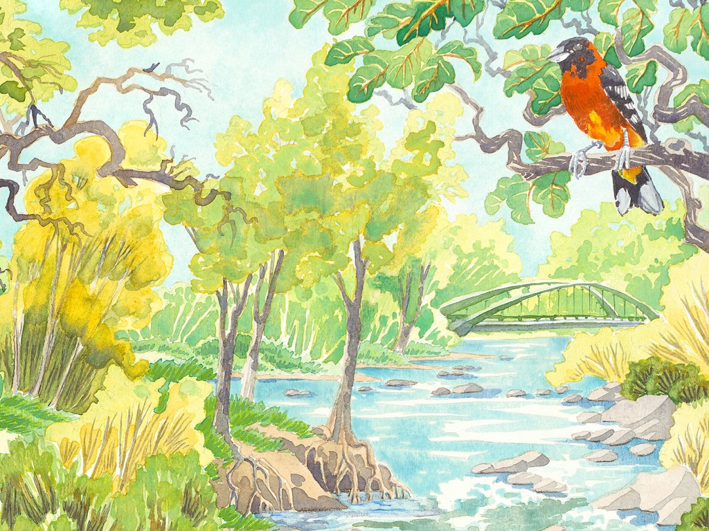 Elements of Healthy Stream and Riparian&nbsp;Habitats