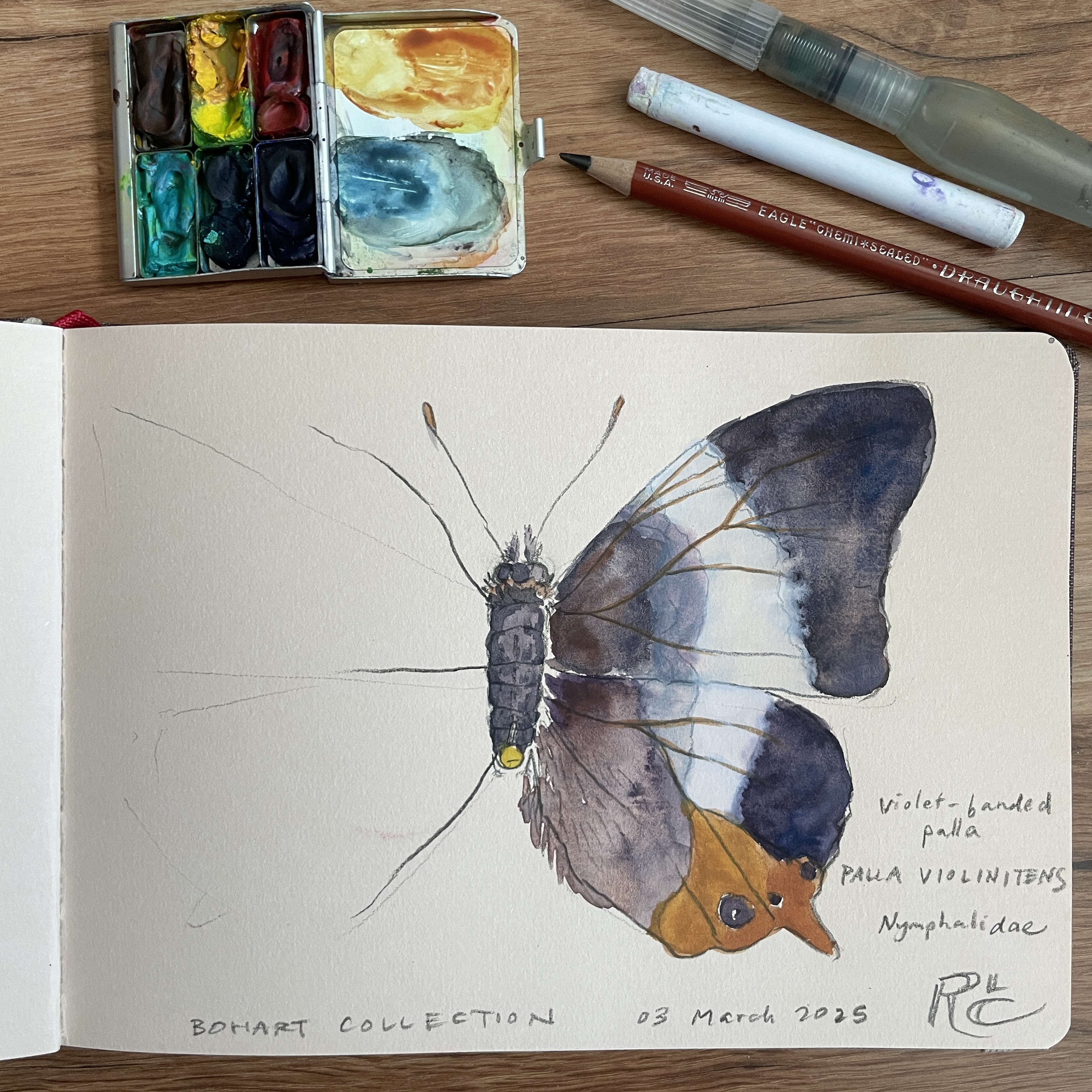 Drawing from Insect Specimens