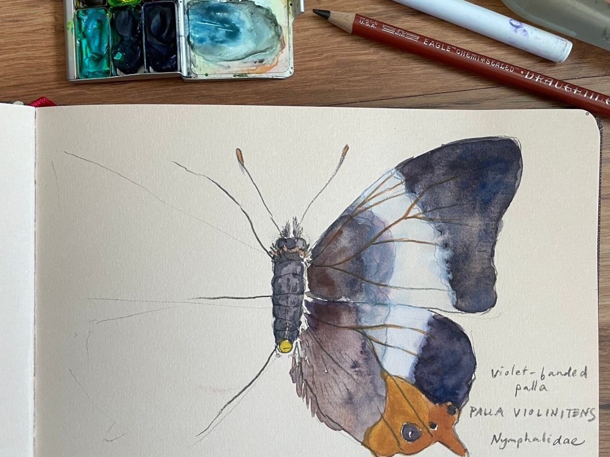 Drawing from Insect&nbsp;Specimens